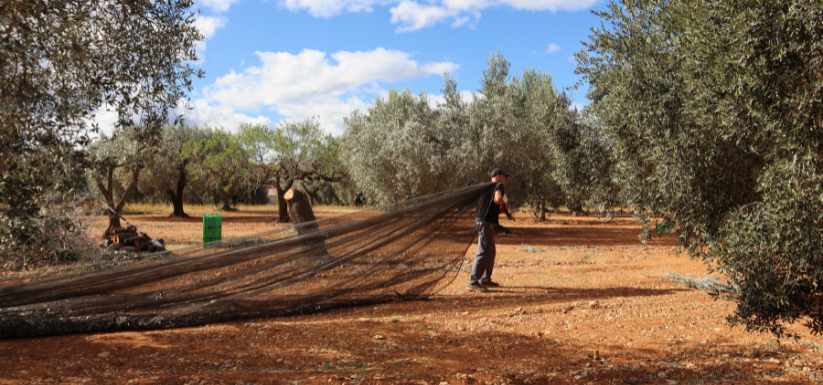 Agricultor arrastrando la cosecha agricultor_en_recolecta_de_aceituna